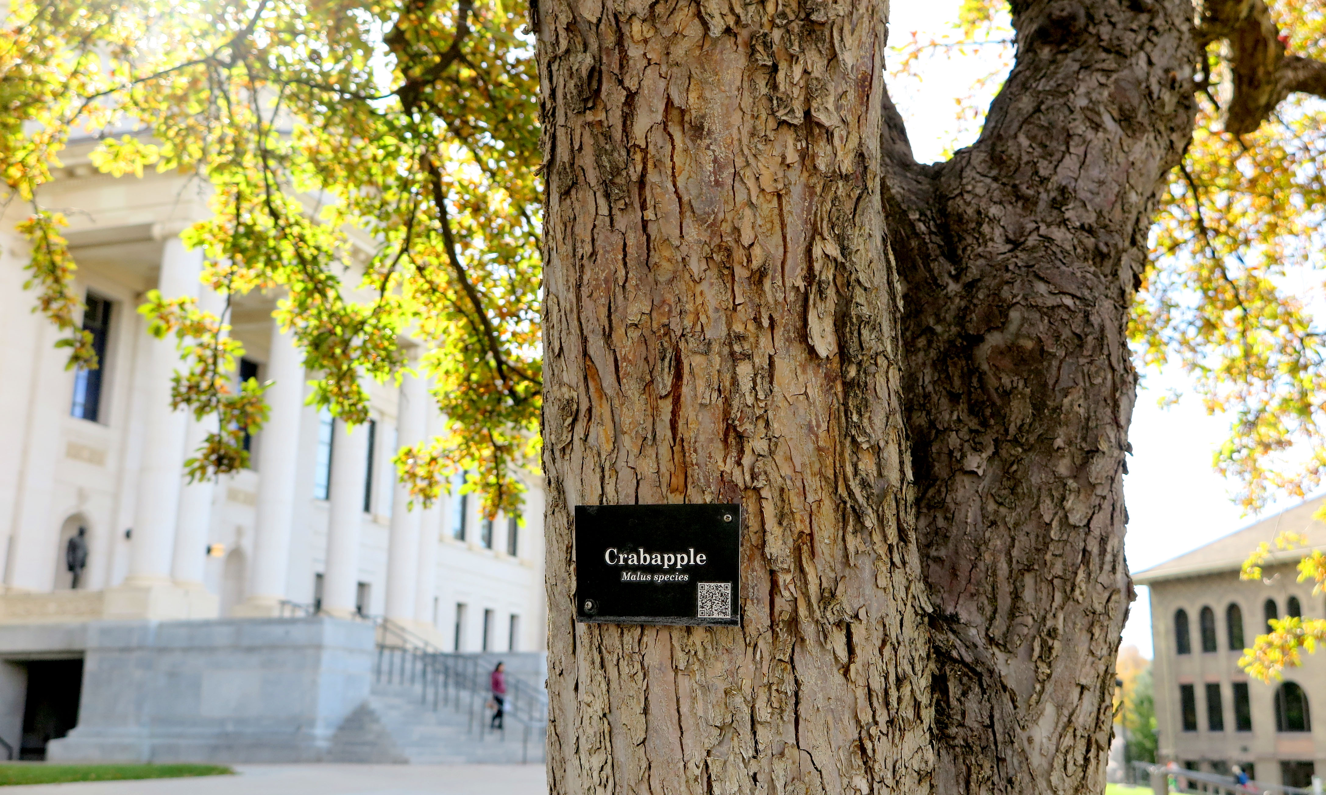 An educational sign on a tree in President