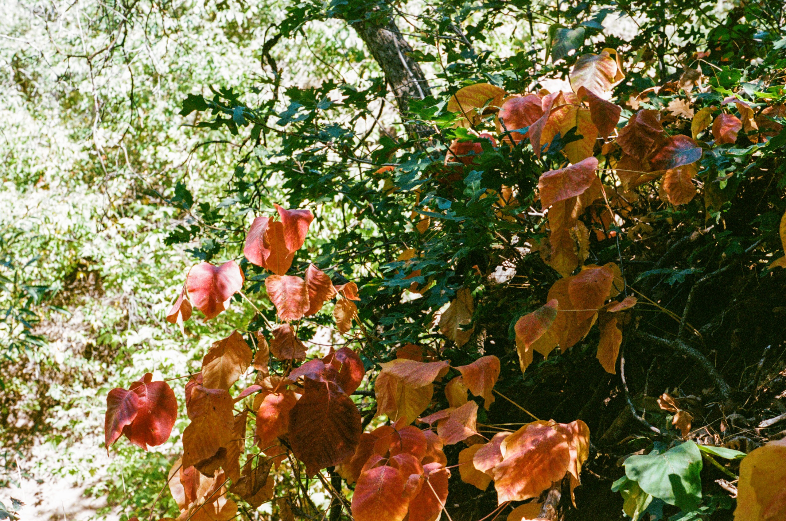 Western poison ivy leaves are bright red and yellow against a background of green leaves