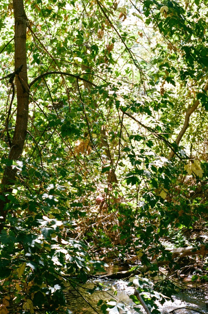 A creek runs below several green-leaved trees