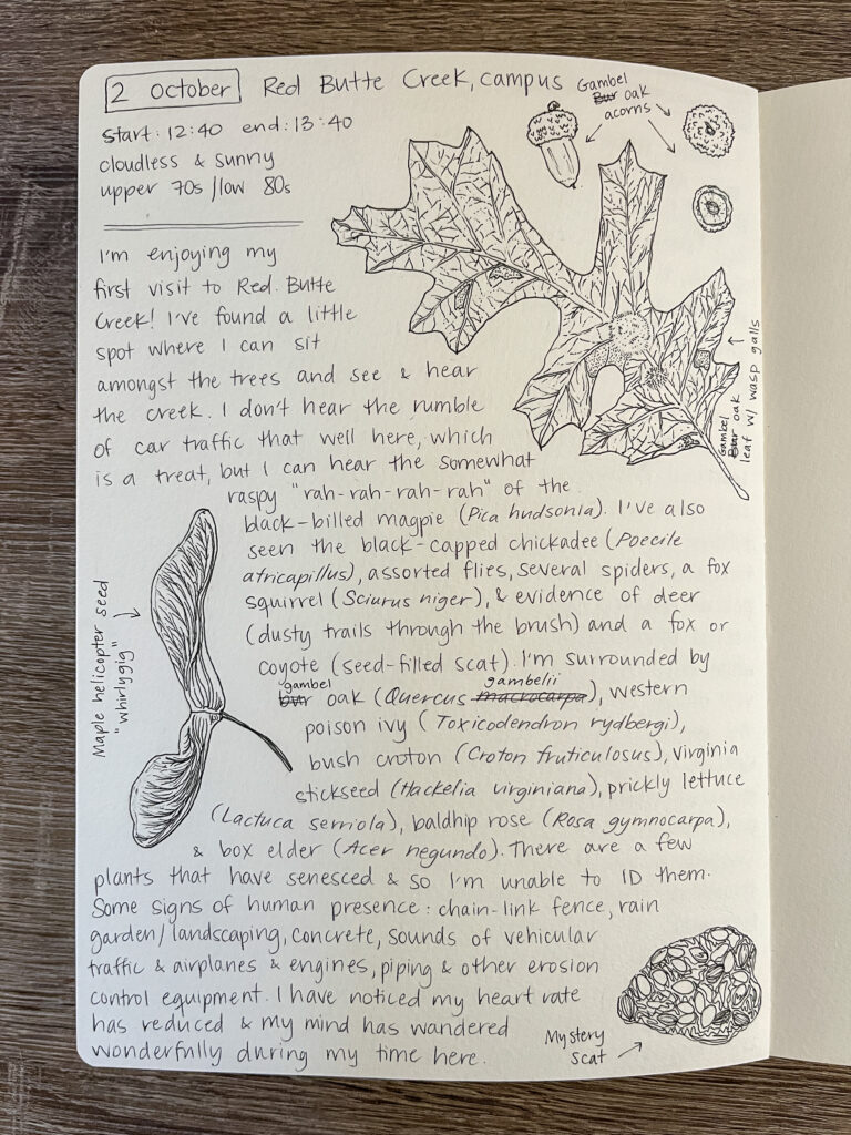 A photograph of a pen and ink journal entry with written words and drawings of an oak leaf, acorns, maple whirligig, and pile of scat.