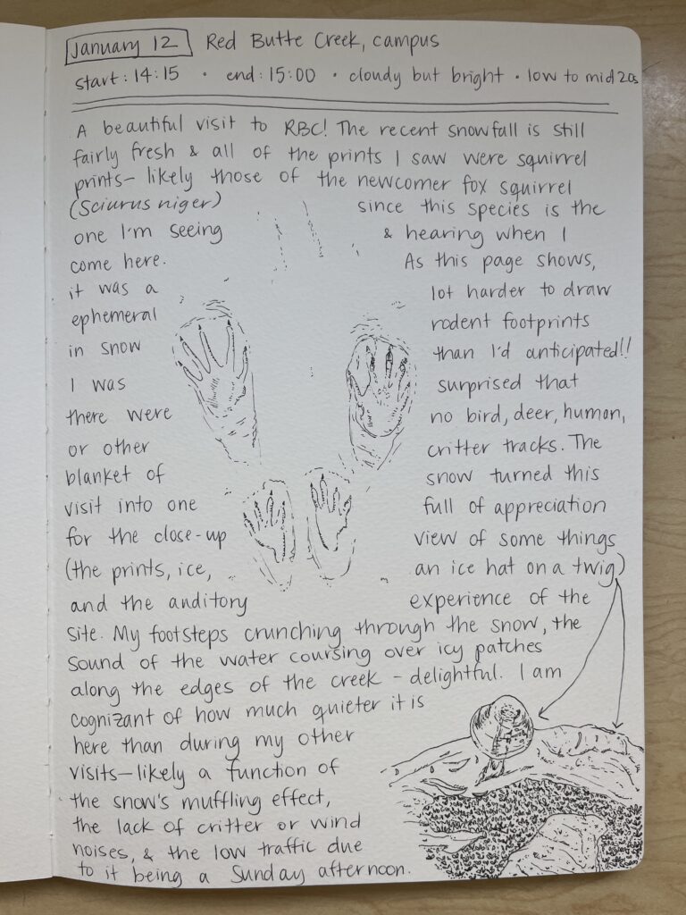 A photograph of a pen and ink journal entry with written words and drawings of an ice-covered twig and squirrel footprints in snow.