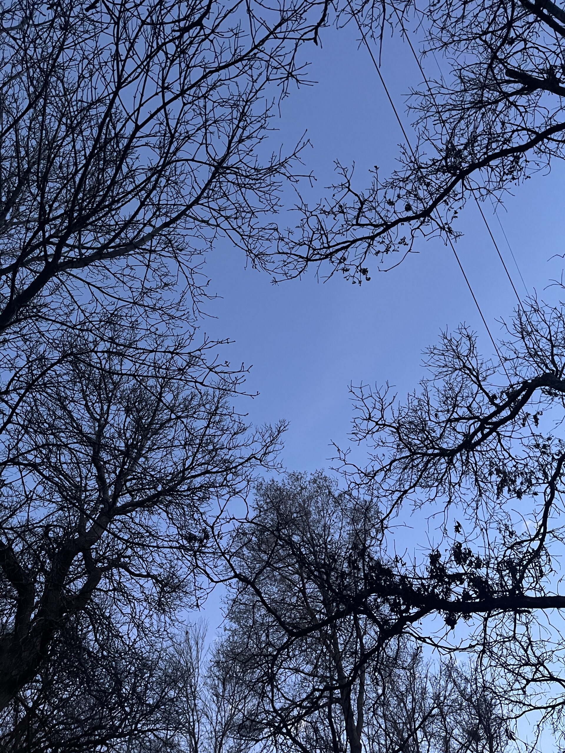 A skyward view through tree branches and power lines.