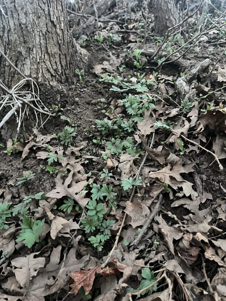Green growth emerges from underneath the brown, dried leaves from the fall.