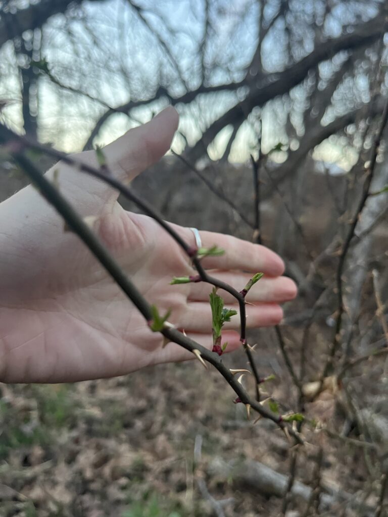 A white human hand behind a thorn branch shows the thorns and small green buds emerging.